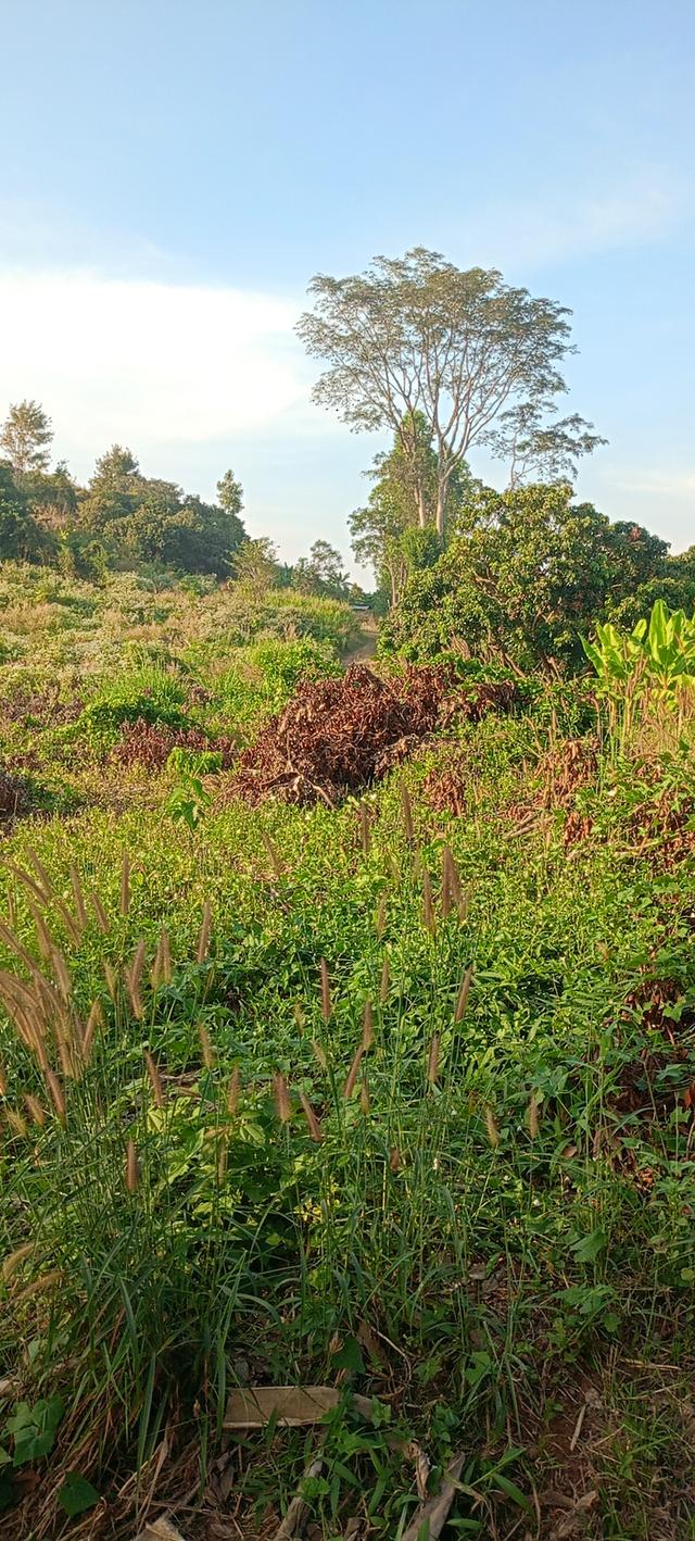 สวนลำใย 31ไร่3งาน ที่ดินวิวสวยที่บนเขา ท้ายสวนมีฝายน้ำ 8