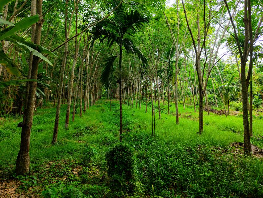 ขายที่ดิน อ.บ้านค่าย จ.ระยอง - 4 ไร่ 1 งาน 92.3 ตารางวา 9