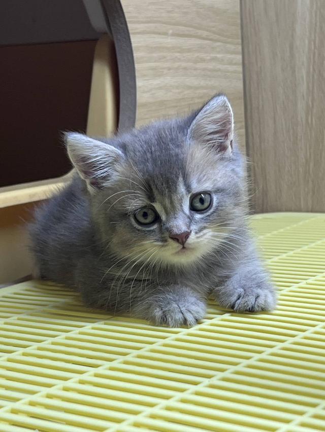 British Shorthair Cat รูปย่อยที่ 1