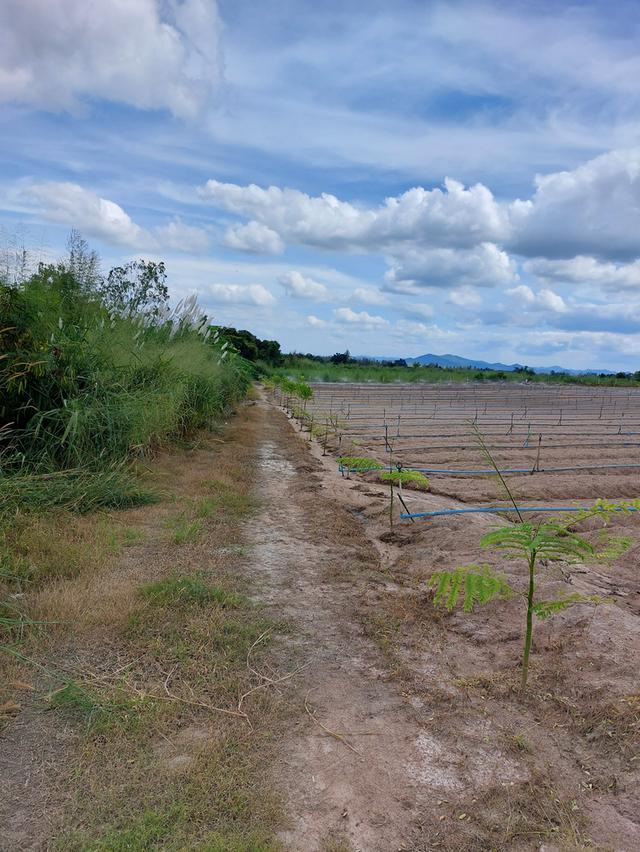 ขายที่ดินเปล่า ที่ราบเชิงเขา อากาศดี วิวสวยย 10