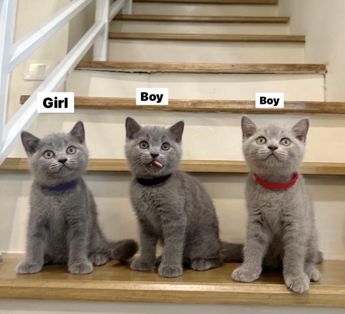 บริติช ช็อตแฮร์ (British Shorthair) สีบลู สีไลแลค 3