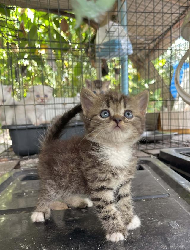 หาบ้านให้แมว สก๊อตติช มีค่าตัว