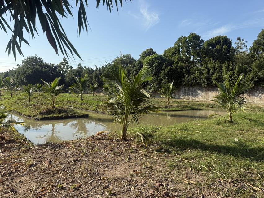 ขายที่ดินติดแม่นำ่ทำแลทอง 5