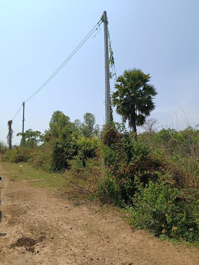 ที่ดิน 12 ไร่ อ.เมือง พิษณุโลก 8