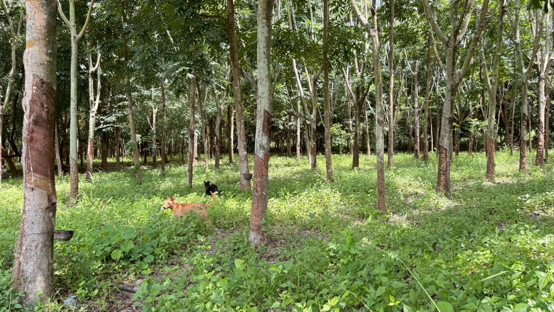 บ้านสวนผสมผสาน 28-0-65 ไร่  ซื้อวันนี้ได้ป่าพะยูง+ไม้เนื้อแข็งหลายชนิดอายุเกินสิบปี + สวนยางพารา 6