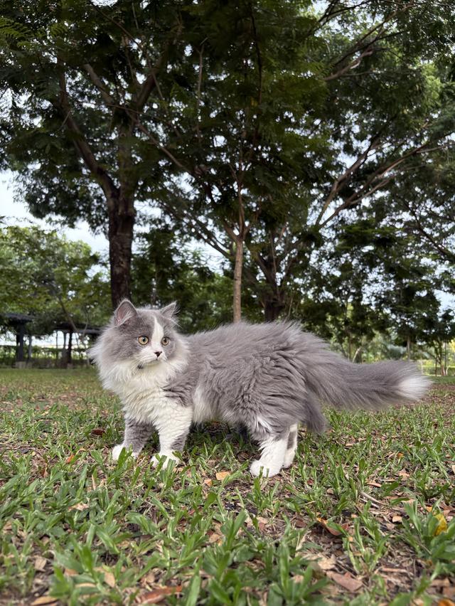 ดช สก็อตติช ลองแฮร์ 8