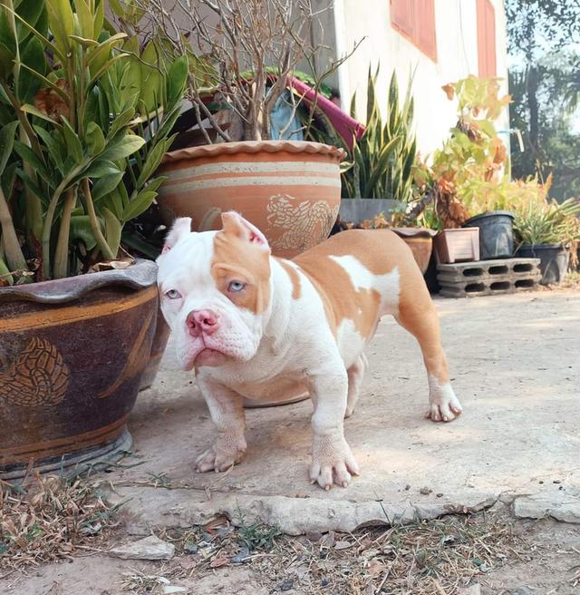 อเมริกัน บูลลี่ (American Bully)