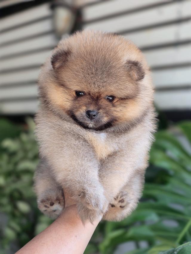 ปอมแท้ไซส์เล็กสองสาวโสด รูปที่ 5