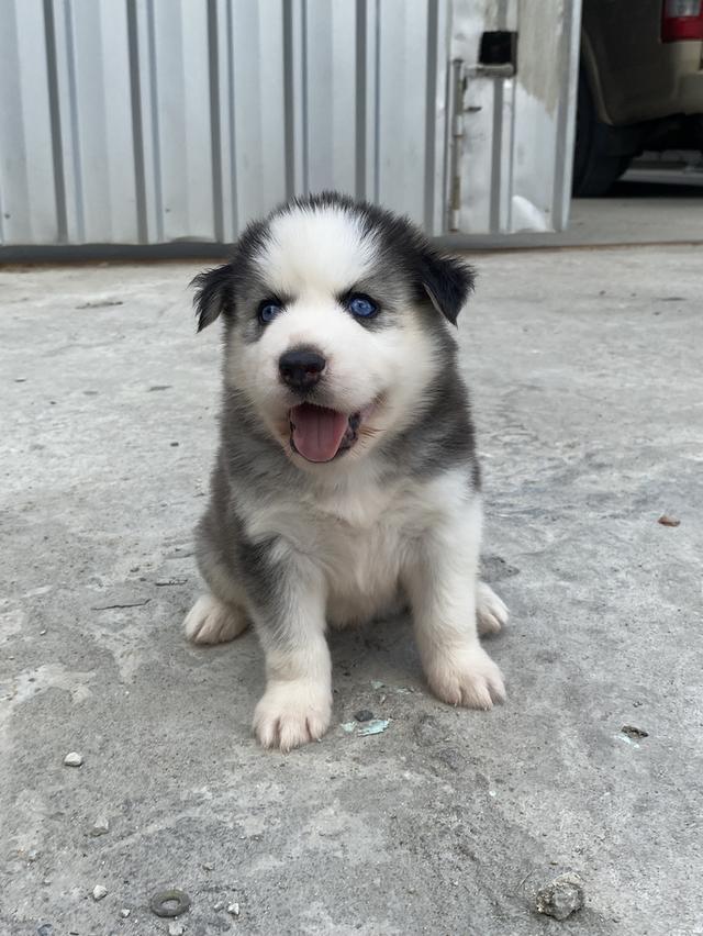 ไซบีเรียนวูดลี่โค้ช ชาย2หญิง2 รูปที่ 4