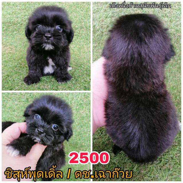 ลูกสุนัขชิสุห์ผสม พร้อมย้าย 15