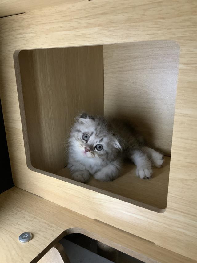 น้องแมวสกอตติชแท้ เจ้าของเลี้ยงเอง หาบ้านให้น้อง ขอค่าเทอมนิดเดียว รูปที่ 2