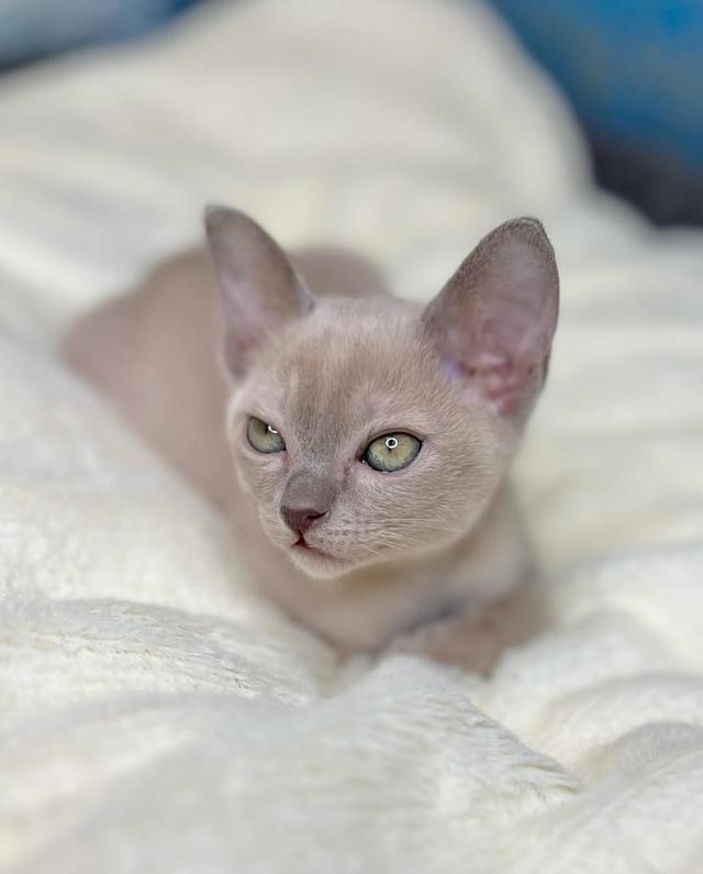 European Burmese kittens.  WhatsApp me : +66 63 826 3042