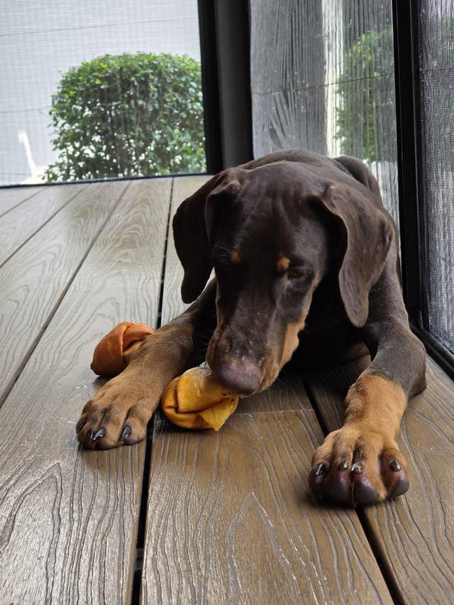 ลูกหมา Doberman Pure Bred Champion Line เพศเมีย สีแดง มี 3 ตัว มี Pedigree/Certificate ตัดหางแล้ว รูปที่ 9