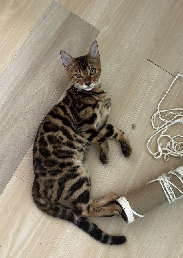 Bengal Phuket แมวเบงกอลภูเก็ตสายพันธุ์แท้