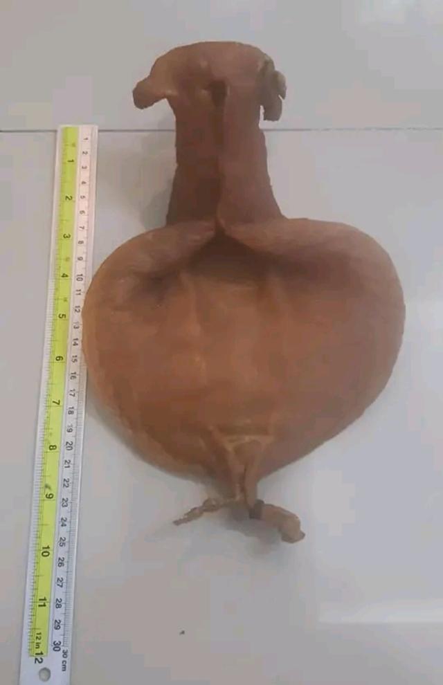 กระเพาะปลาเก่าไม่ทราบพันธุ์