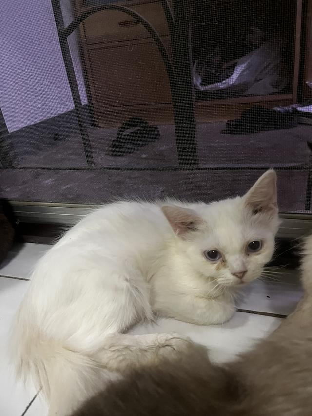 ขายแมววเด็กหาบ้านให้แมวเด็กขาวมณี