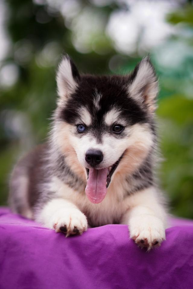 ไซบีเรียน Siberian husky 2