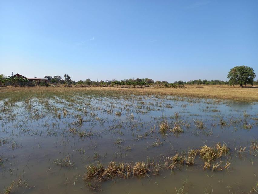 ที่ดินในจังหวัดบุรีรัมย์ 7