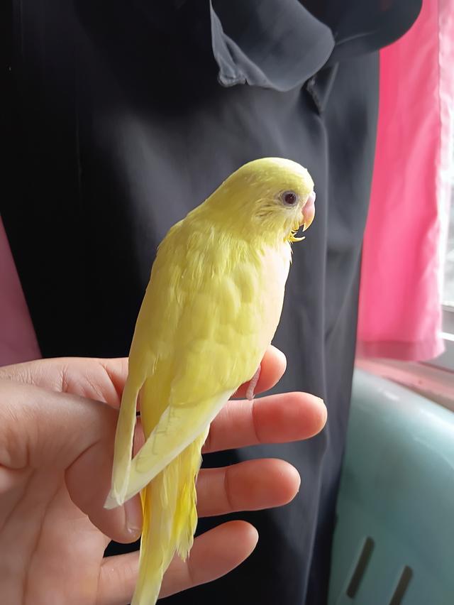 นกหงส์หยก สีเหลืองเข้มลูติโน่ ละมุนแก้มขาว สีสูงหายาก เพศเมีย วัยเจริญพุนธ์ รูปย่อยที่ 3