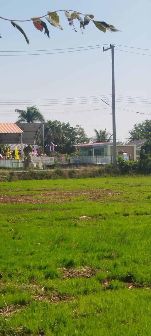 ที่ดิน 2 ไร่ ติดถนน ติดคลองชล เหมาะสำหรับปลูกอยู่อาศัย ทำเกษตร 3