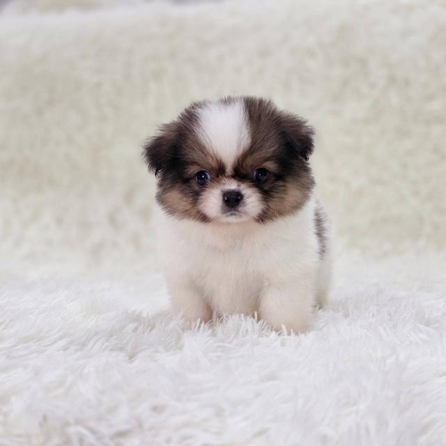 ปอมผสมชิสุ เพศผู้ รามอินทรา 2