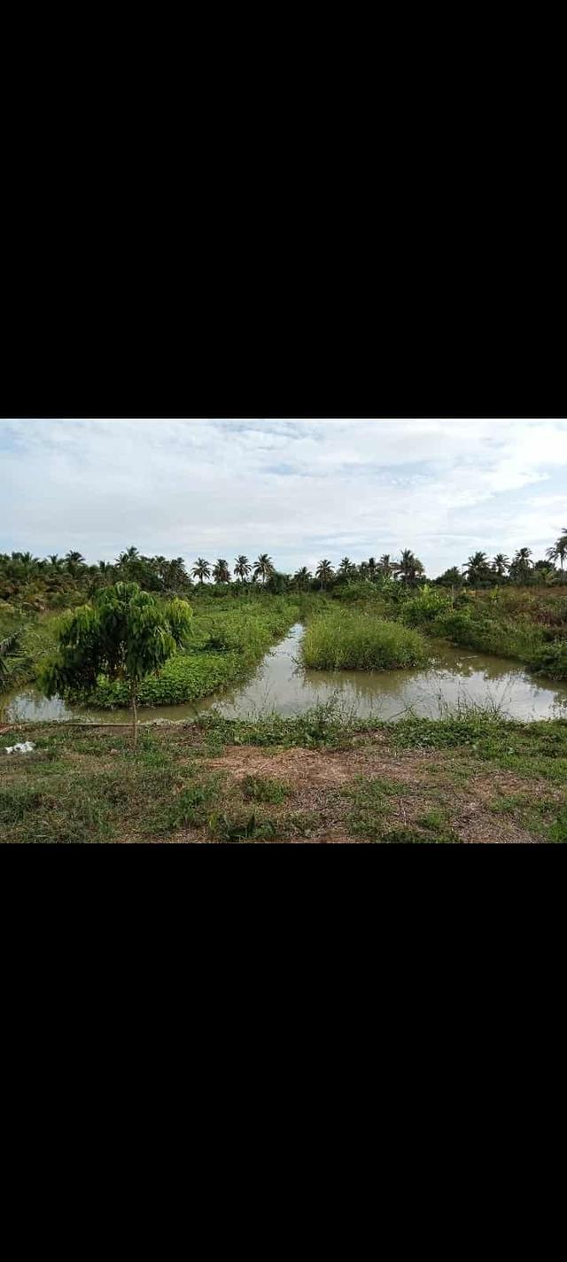 ที่ดิน 7