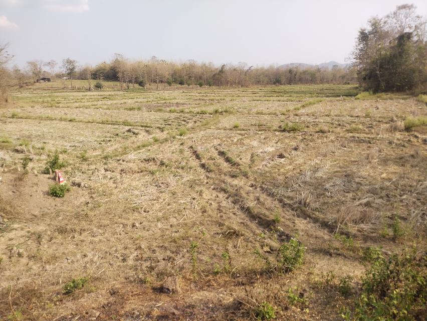 ที่ดินพร้อมสวนปลูกสร้าง 7