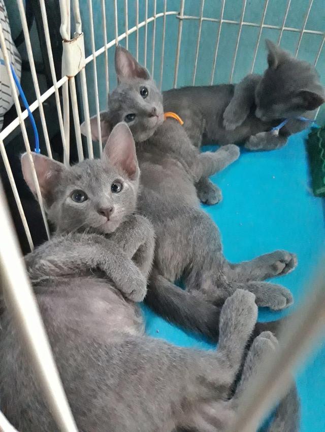 ลูกแมว Russian Blue นำเข้า