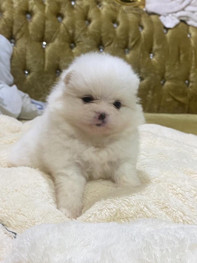 ลูกปอมเมอเรเนียนแท้ มีบริการจัดส่งจ้า