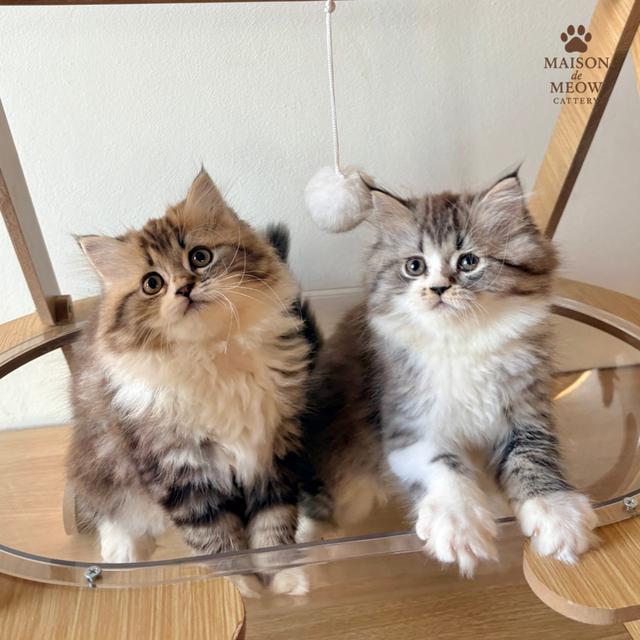 เปอร์เซียแท้ เพศหญิง