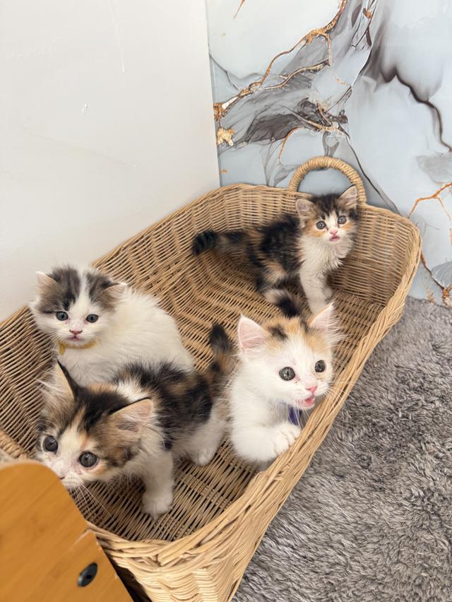 ลูกแมวพันธุ์สก๊อตติชแท้ รูปที่ 5