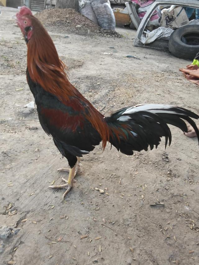 ไก่พม่า