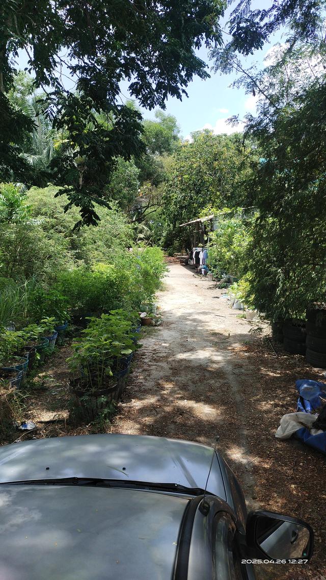ขายที่ดินคลอง 10 หนองเสือ 100 ตรว. 2
