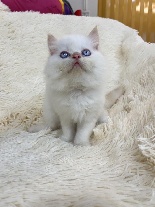 แมวเปอเซีย ดำขาว 🔥🔥🙂🙏 รูปที่ 13