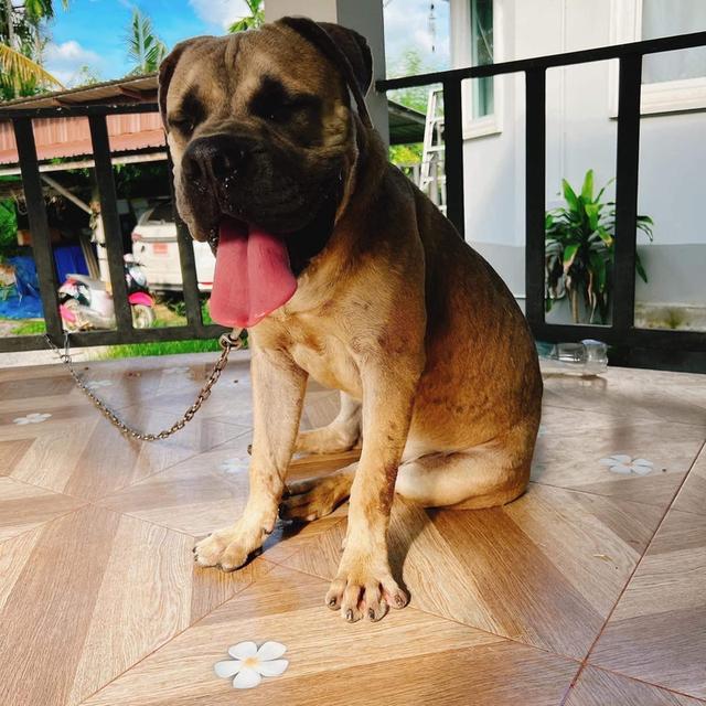 พ่อพันธุ์ Bullmastiff 4