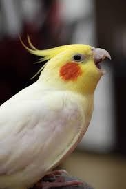 นกค็อกคาเทลสีเหลือง 3