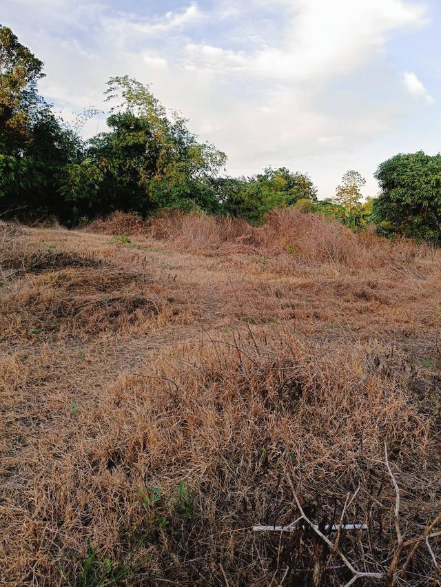 ที่ดินเปล่าถมแล้วขนาด1ไร่3งาน81ตร.ว. ที่ติดถนนใหญ่ ตรัง-สิเกา ห่างจากอำเภอเมืองตรัง 6กม. ด้านข้างติดคลองนา 6