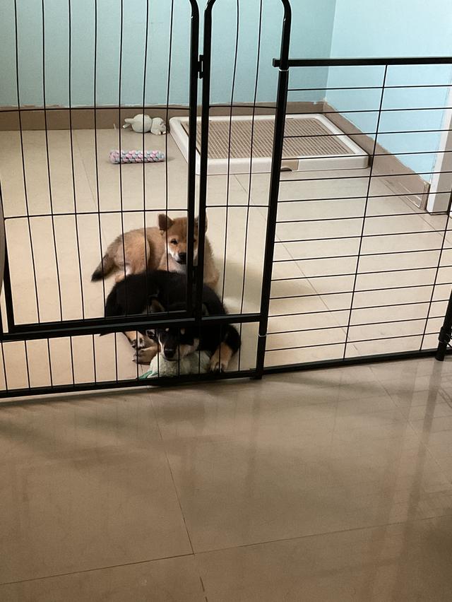 🐶 Friendly & Heartfelt  Sadly selling our two lovely 5-month-old Shiba Mame puppies (Cinnamon & Black) as we’re relocating.