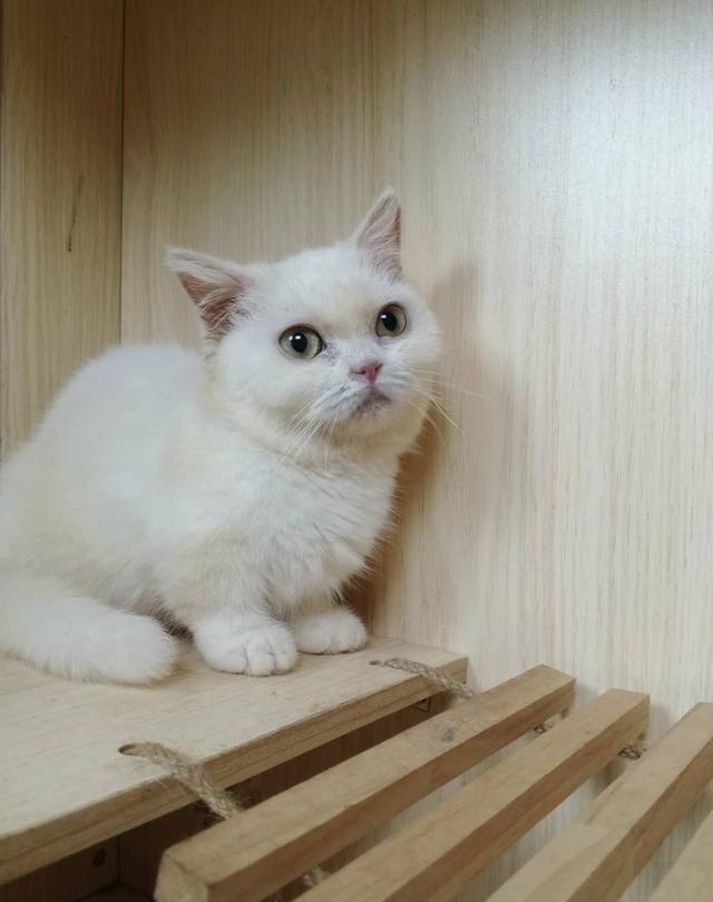 5.แมวมันช์กิ้น เพศเมีย Munchkin Cat Female รูปที่ 4