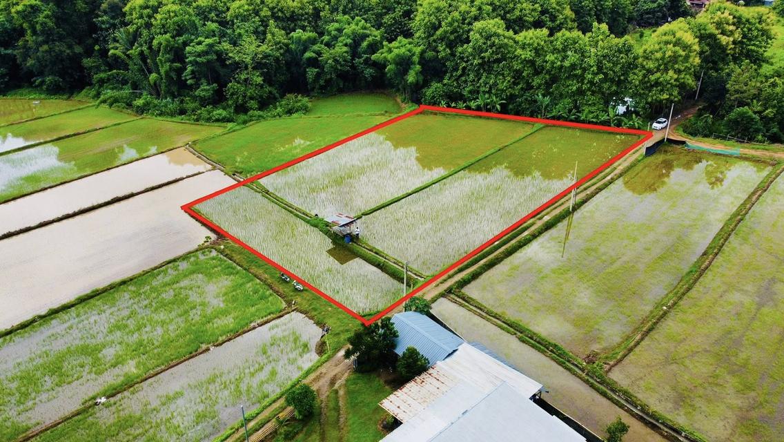 ขายที่ดิน ปัว น่าน 707 ตร.ว. ราคา 1.9 ล้าน 5