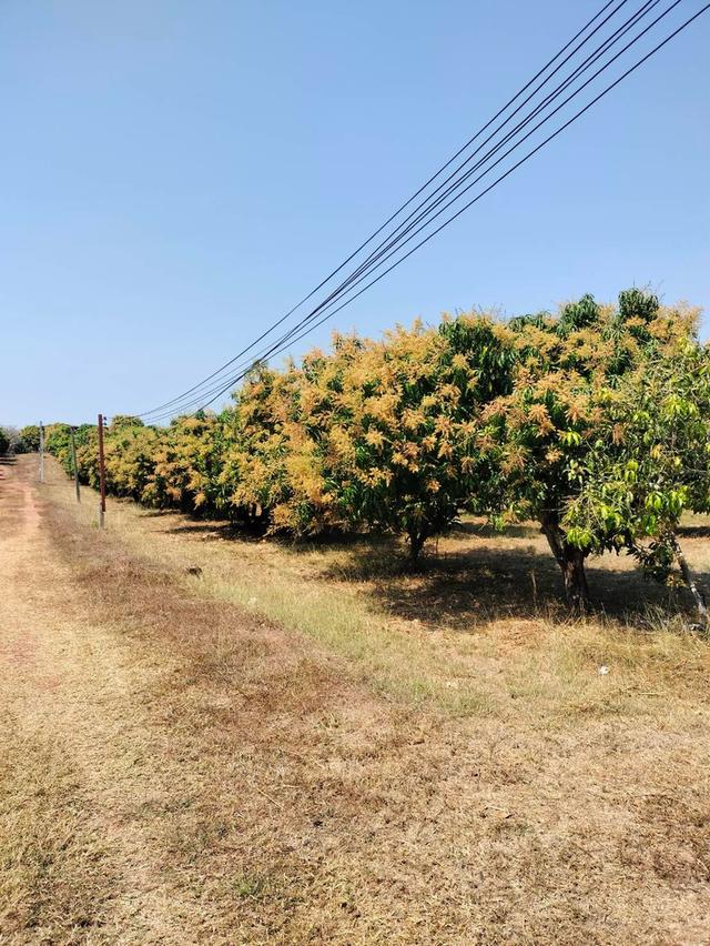 ขายที่ดินจังหวัด พิษณุโลกพร้อมสวน วิวเขา จำนวน 80 ไร่! ใกล้แหล่งท่องเที่ยว  8