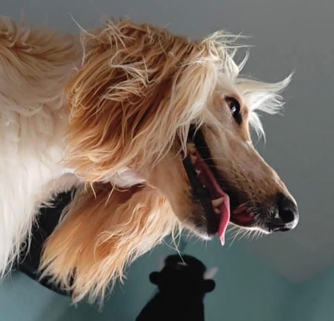 ขาย สุนัข อัฟกัน ฮาวด์ [Afghan Hound] แท้ 5