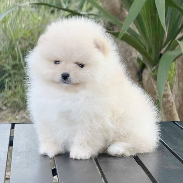 ปอมเมอเรเนียนแท้ สีขาว เพศผู้ พิกัดรามอินทรา 3