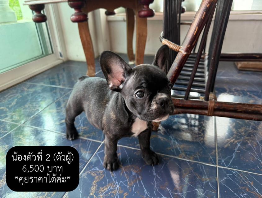 พยานรัก เฟรนบลูด็อกแท้ 100% 5