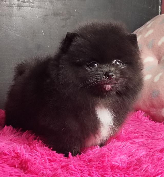 ปอมเมอเรเนียน