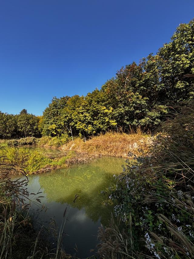 ที่ดินสวนเกษตร โฉนดครุฑแดงขนาด 11 ไร่  2 งาน 56 ตารางวา พร้อมโอน เจ้าของขายเอง 14