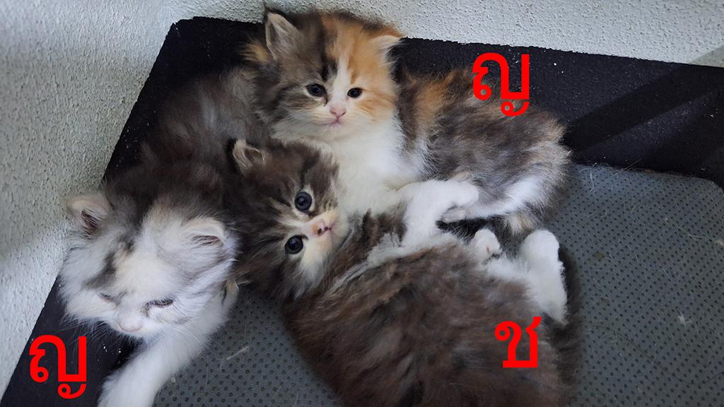 ลูกแมวเปอร์เซียแท้ ไม่ผสม