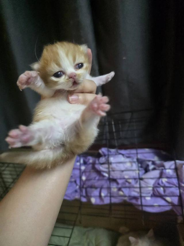 เปิดจองลูกแมวเปอร์เซียเพศ ญ ขาวส้ม รับน้องได้หลัง 14 มีค 69 เปิดกล้องดูก่อนได้ค่ะ