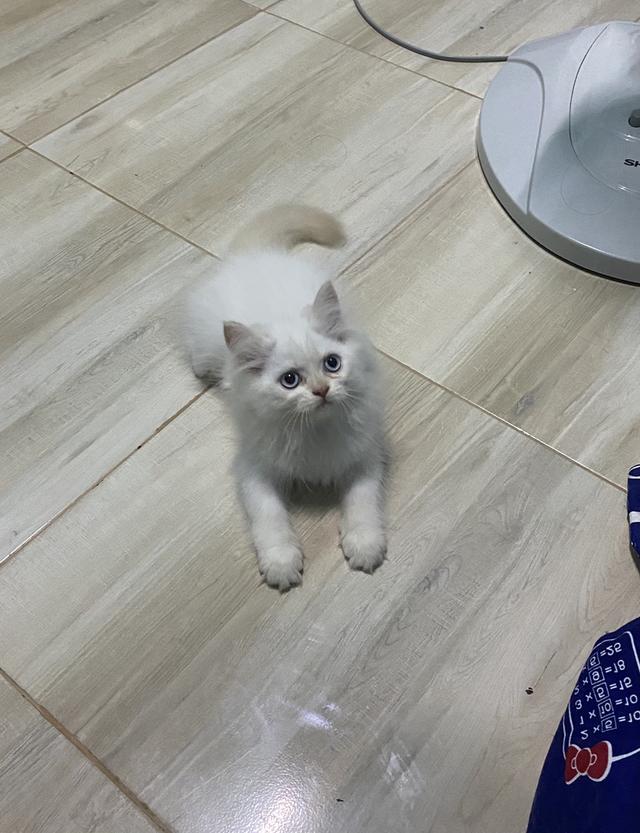 หาบ้านให้น้องตัวสุดท้ายของคอก 5