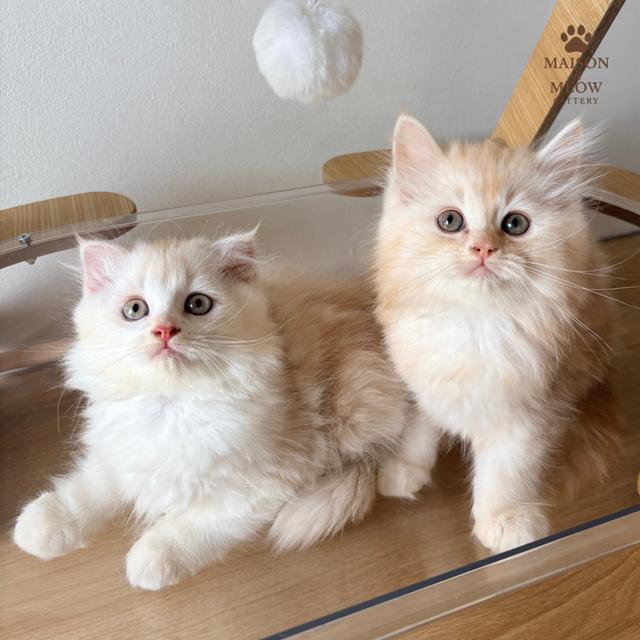 สก็อตติสชายคู่ ส้มอ่อน